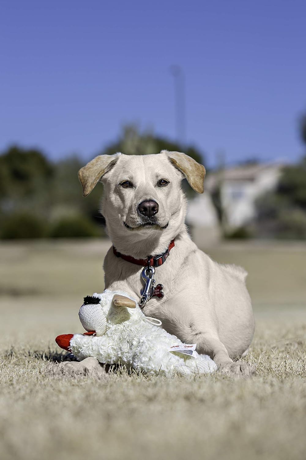Plush Dog Toy, Lambchop, 10", White/Tan, Small